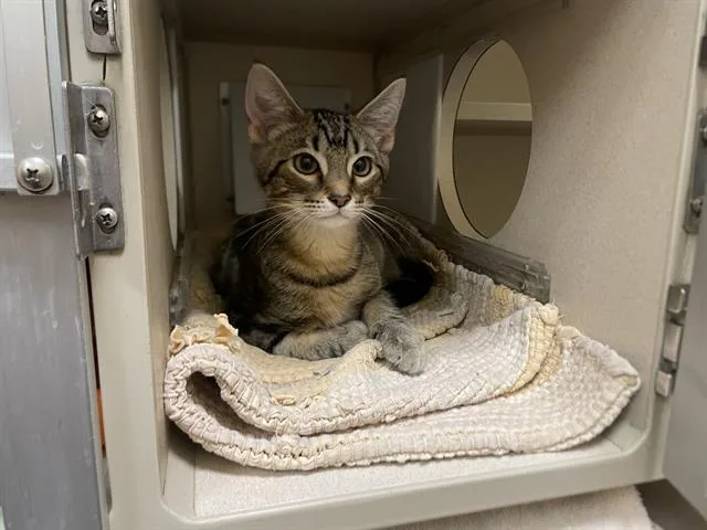 A young small-sized male Domestic Short Hair cat named Midnight Leo Sylvester for adoption in Denver, CO