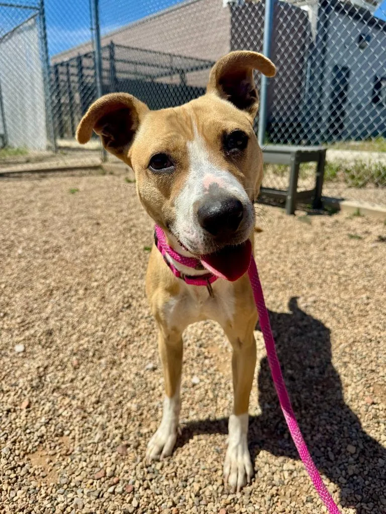 A young medium-sized female American Staffordshire Terrier dog named Delilah for adoption in Gillette, WY