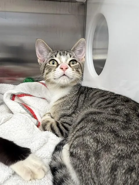 A baby small-sized female Domestic Short Hair cat named Tulip for adoption in Naples, FL