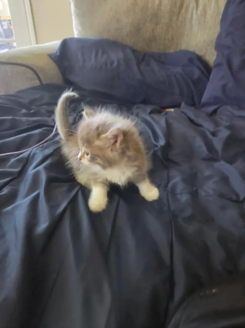A baby small-sized male Domestic Long Hair cat named Francis for adoption in Long Beach, CA