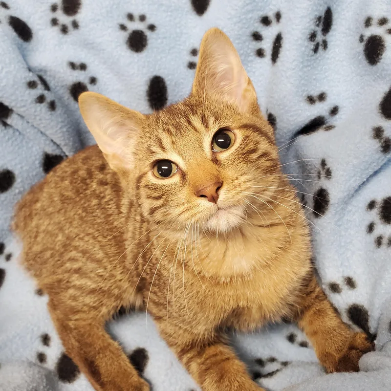 A baby medium-sized male Tabby (Brown / Chocolate) Domestic Short Hair cat named Alvin for adoption in Marseilles, IL