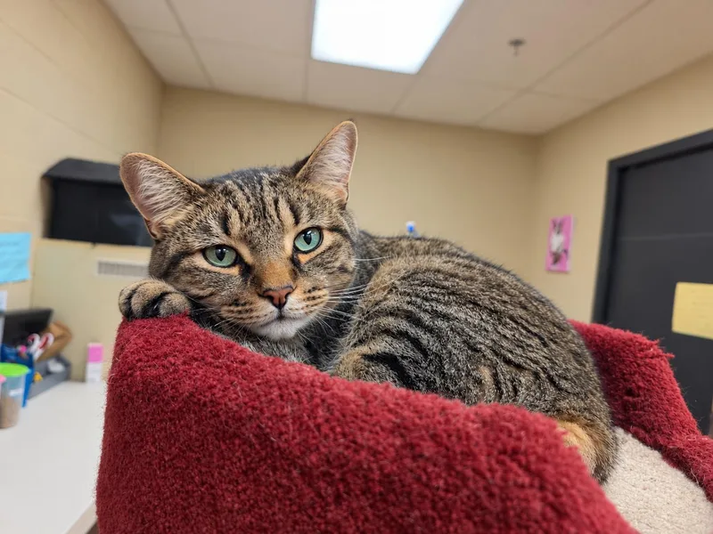 An adult medium-sized male Tabby cat named Ferguson for adoption in Schaumburg, IL