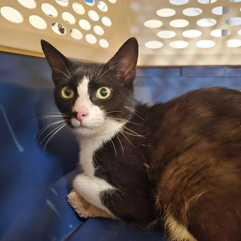 An adult large-sized male Black Domestic Short Hair cat named Jubilee for adoption in Hanna City, IL