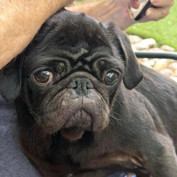 An adult small-sized female Black Pug dog named Jasmine for adoption in Alvin, TX