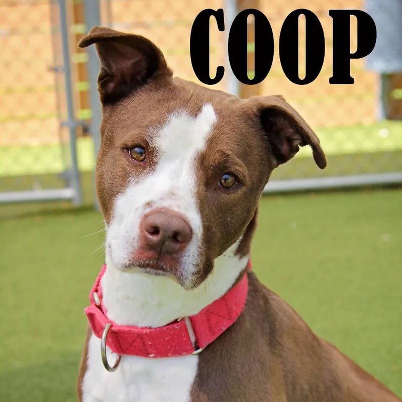 Coop thumbnail 2