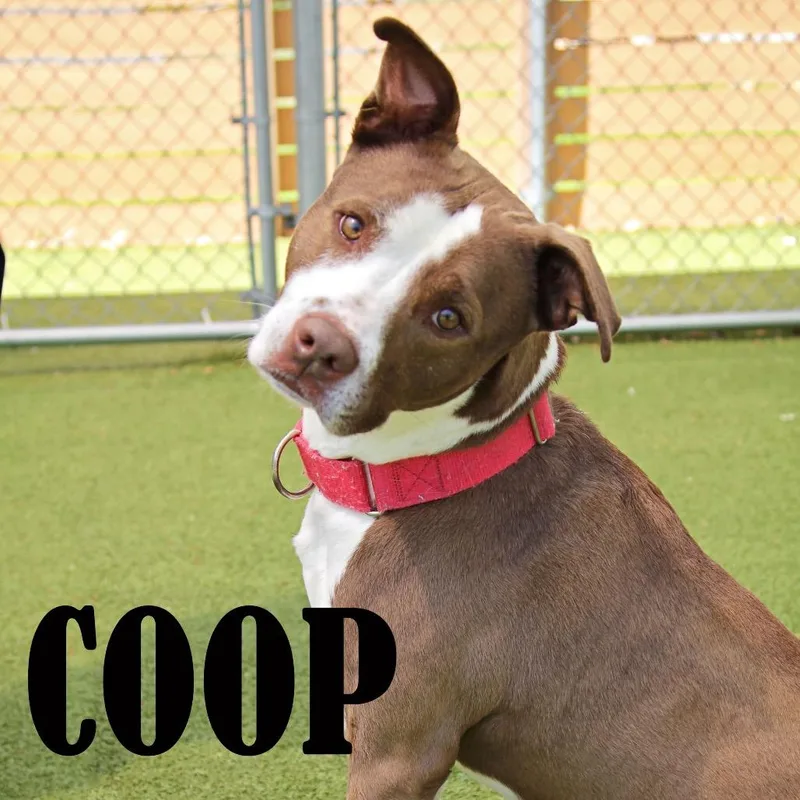 Coop thumbnail 3
