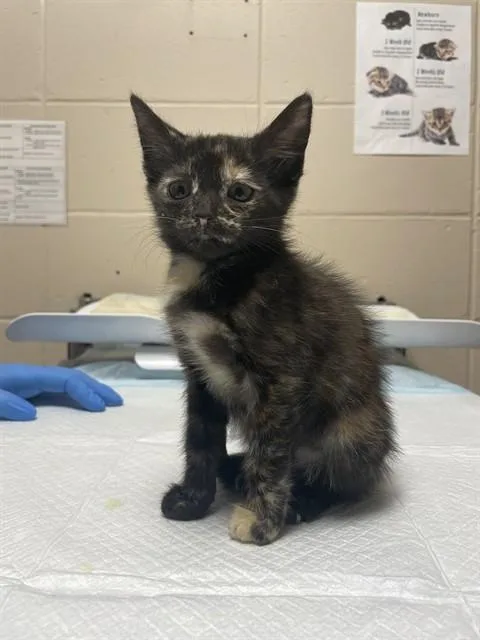A baby small-sized female Domestic Short Hair cat named Sprinkles for adoption in Tallahassee, FL