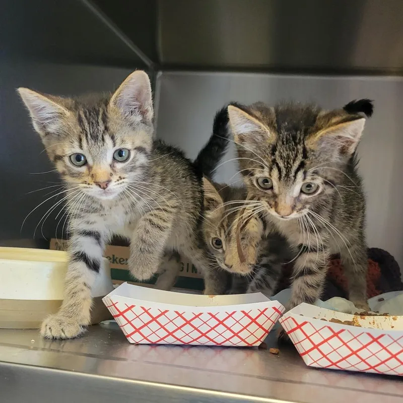A baby small-sized male Brown / Chocolate Domestic Short Hair cat named Firefighter Supplies for adoption in Westminster, CA