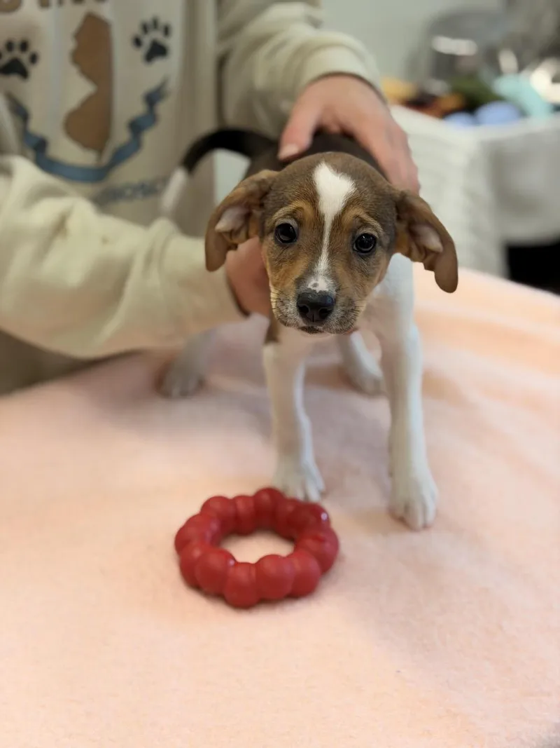 A baby medium-sized female Beagle dog named Mary Puppins for adoption in Sparta, NJ