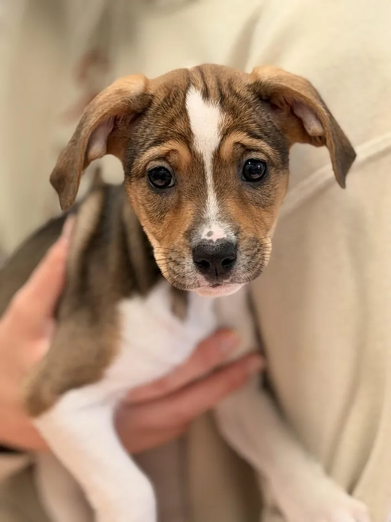Mary Puppins thumbnail 2