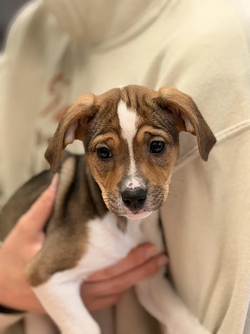 Mary Puppins thumbnail 3