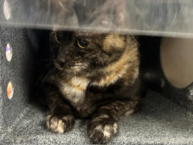 A senior medium-sized female Domestic Short Hair cat named Stitch for adoption in Fruit Heights, UT