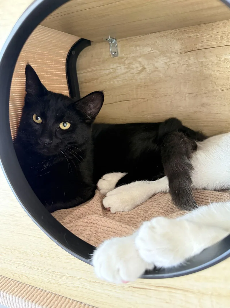 Georgie & Lucky thumbnail 2