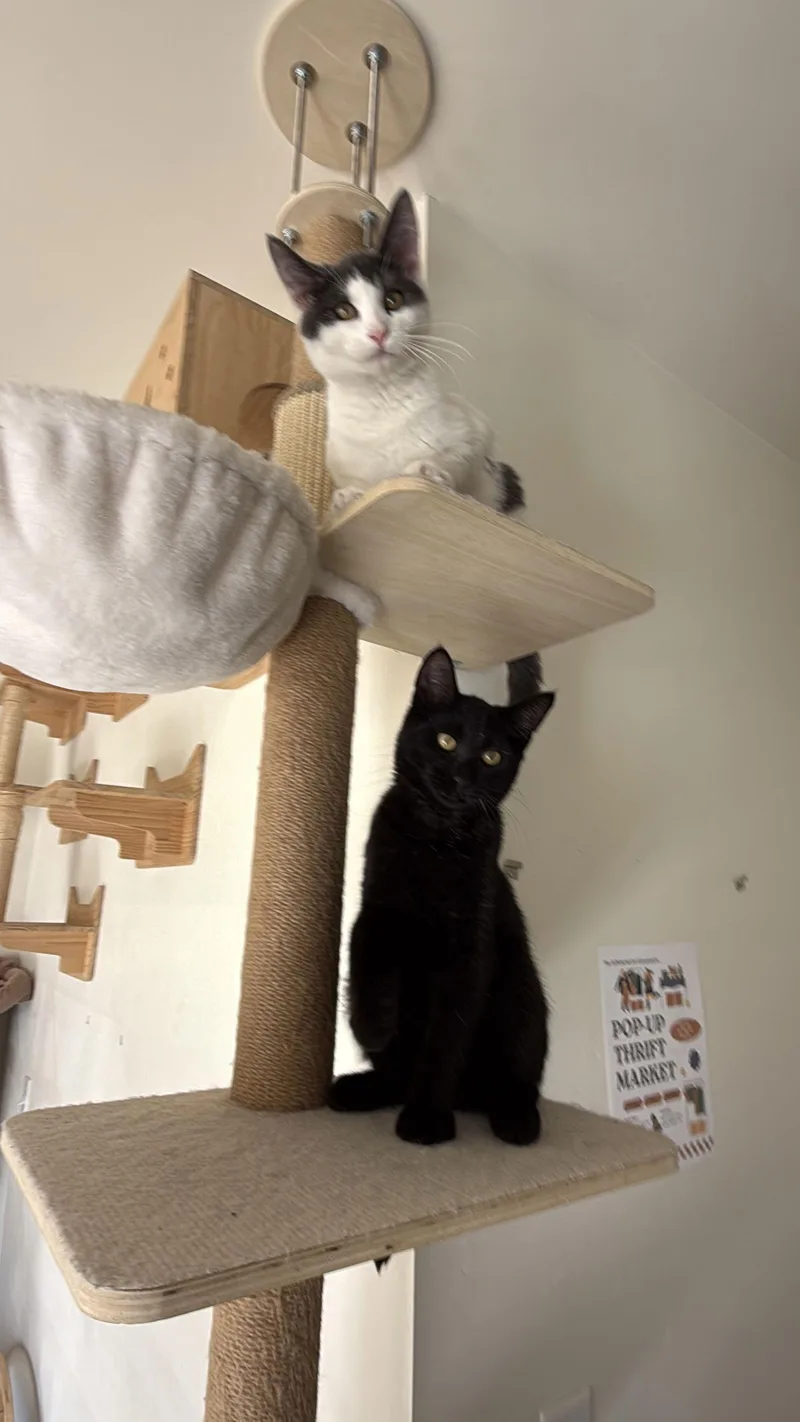 Georgie & Lucky thumbnail 3