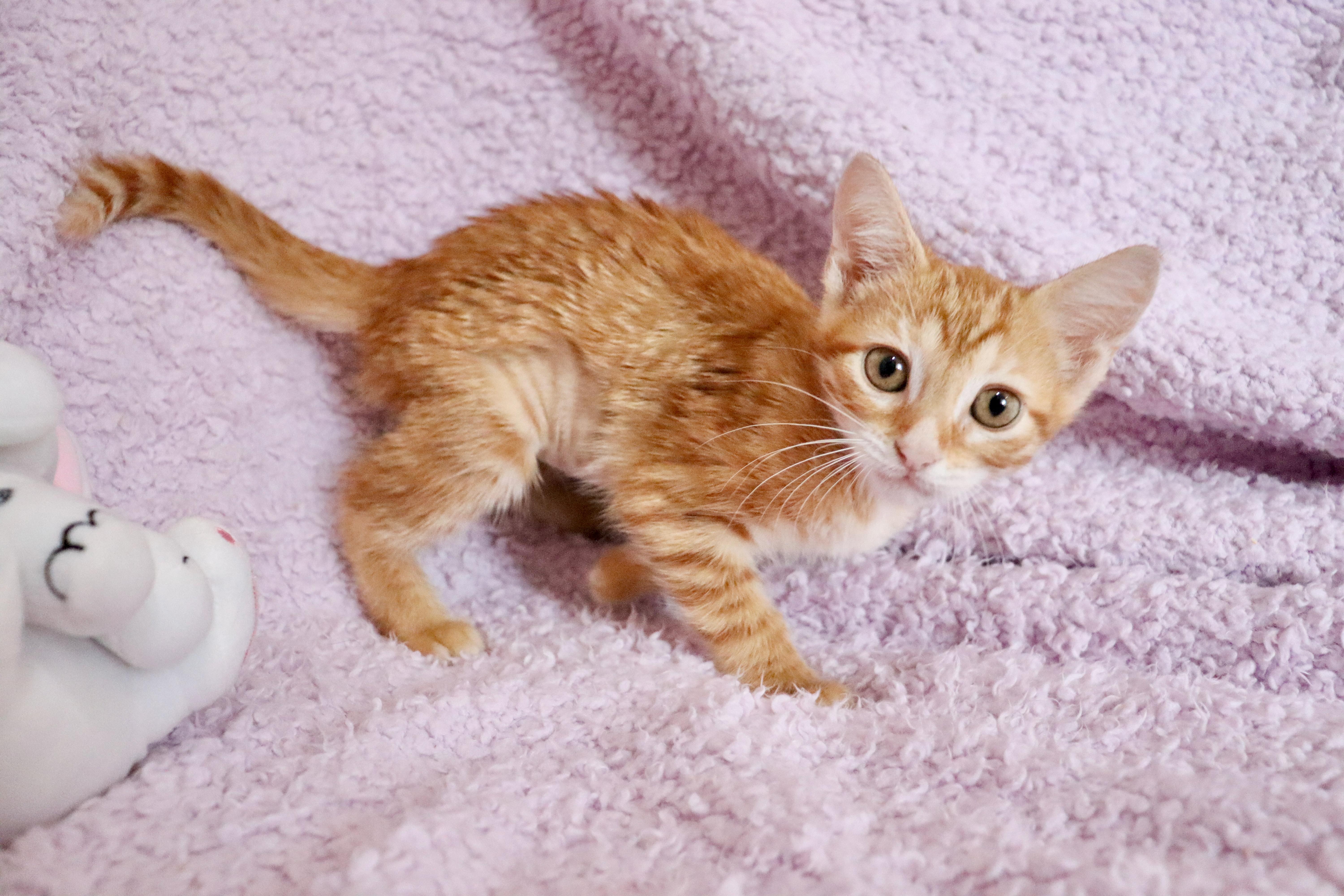 A baby medium-sized female Orange / Red Tabby cat named Lassie for adoption in Saint Augustine, FL