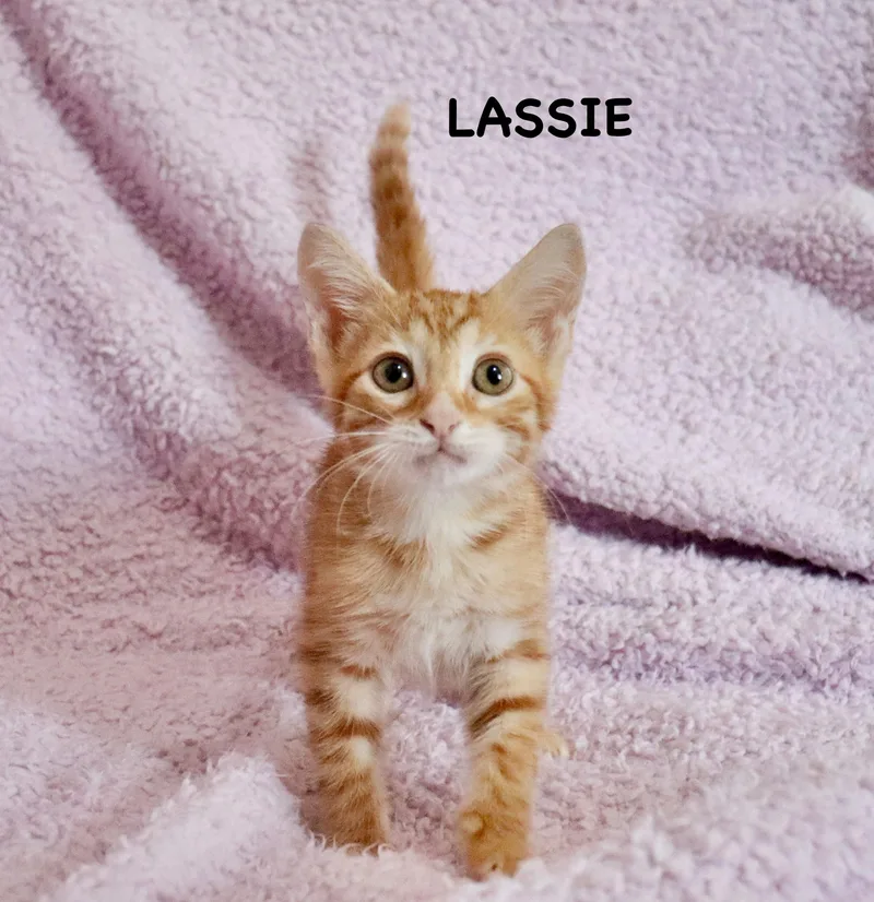 Lassie thumbnail 3
