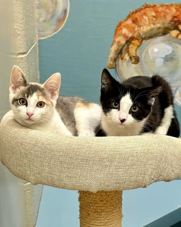 A baby small-sized female Domestic Short Hair cat named Marinara for adoption in Novato, CA