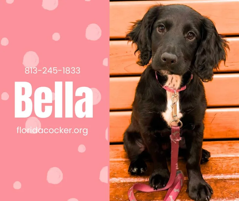 A young small-sized female English Cocker Spaniel dog named Bella for adoption in Land O Lakes, FL