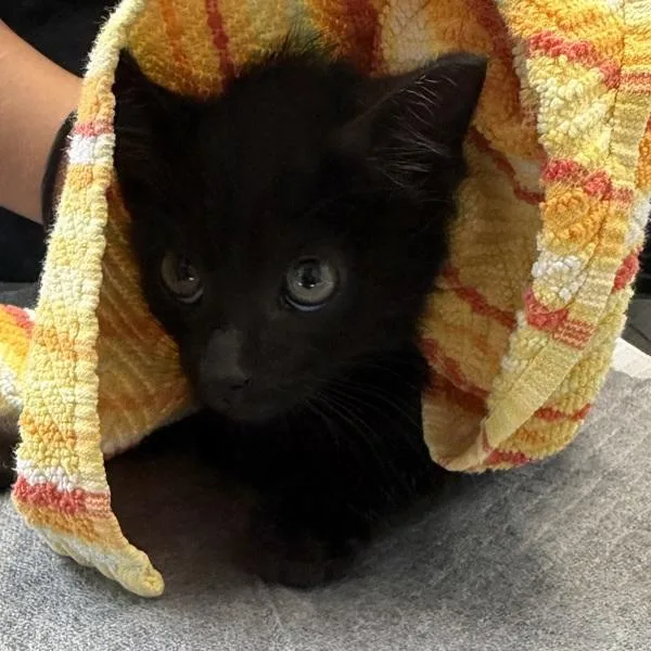 A baby small-sized male Domestic Short Hair cat named Nubs for adoption in San Diego, CA