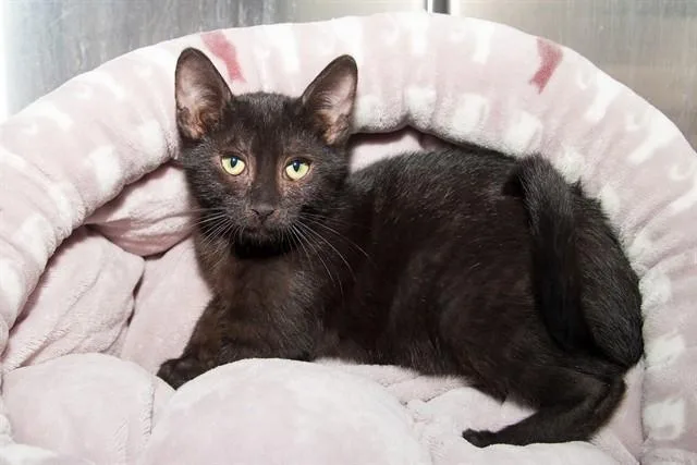 A baby small-sized female Domestic Short Hair cat named Sopaipilla Mia for adoption in Santa Monica, CA