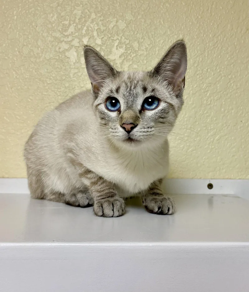 A young medium-sized female Domestic Short Hair cat named Aneesa for adoption in Fargo, ND