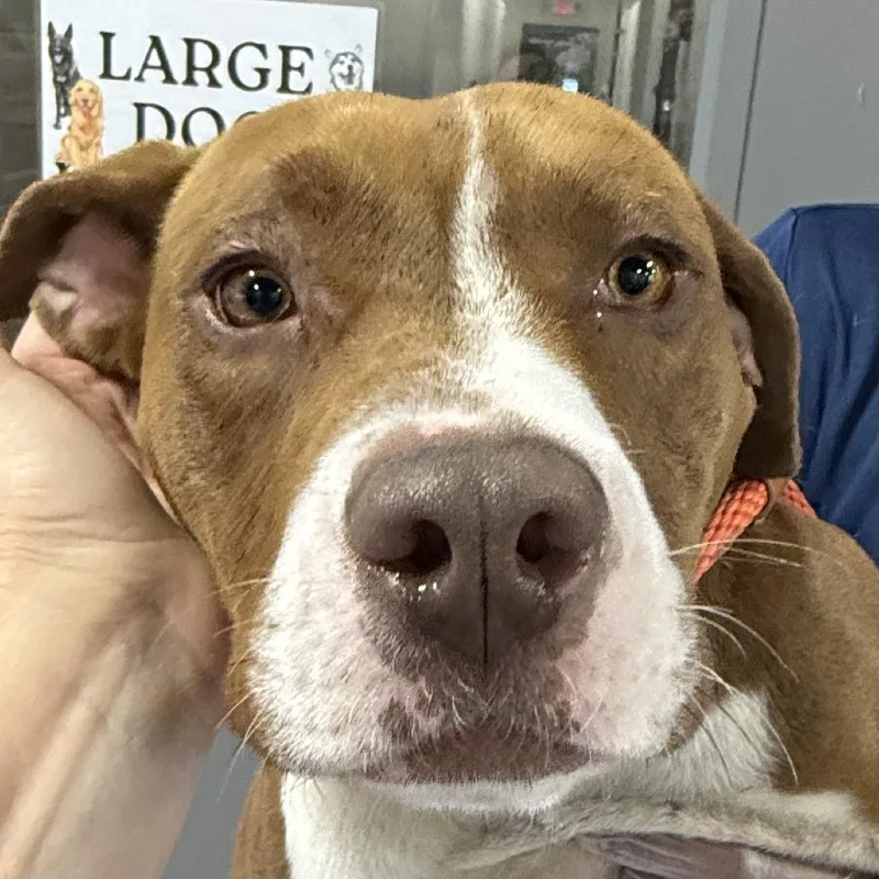 An adult medium-sized female Brown / Chocolate Terrier dog named Pogo  U for adoption in Tupelo, MS