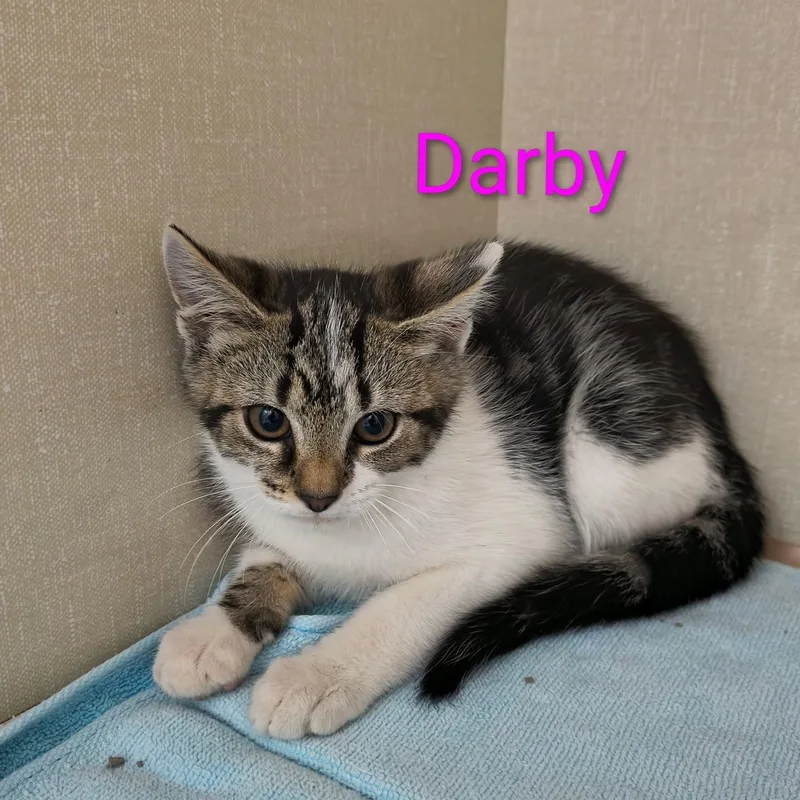 Darby