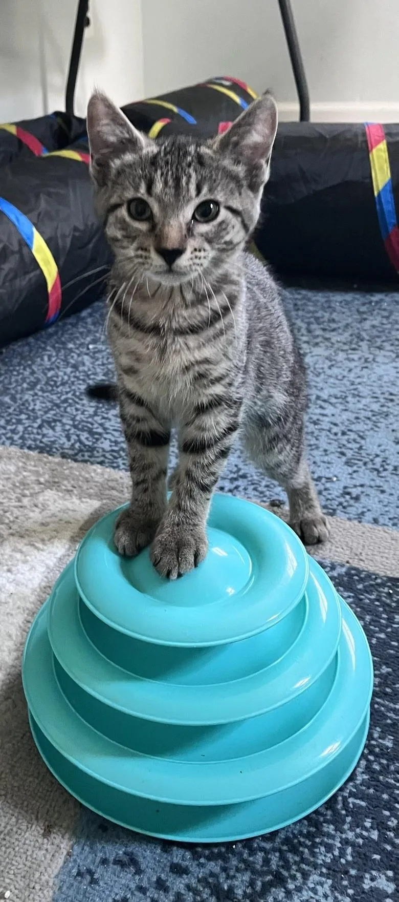 A baby medium-sized female Tabby (Gray / Blue / Silver) Domestic Short Hair cat named Petunia for adoption in Moorestown, NJ