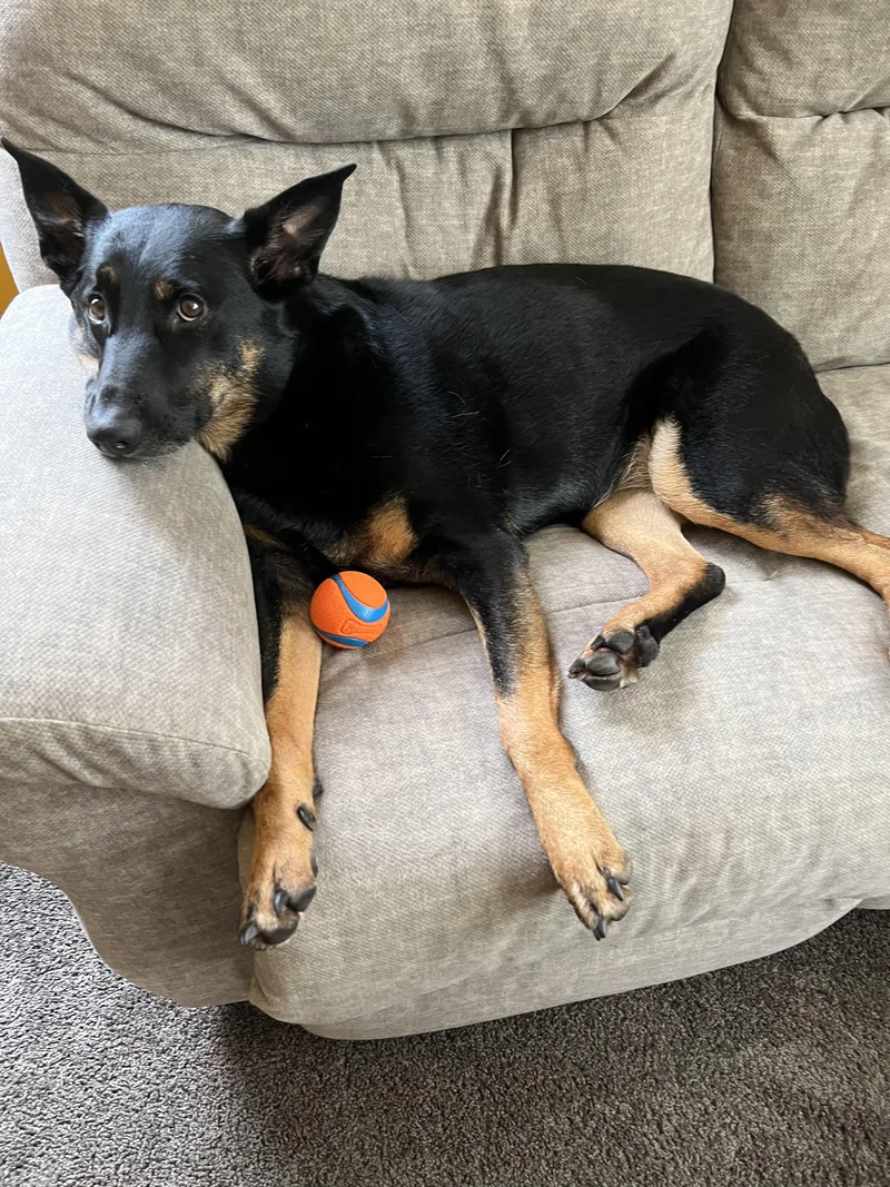 Dino Aka Tj thumbnail 2