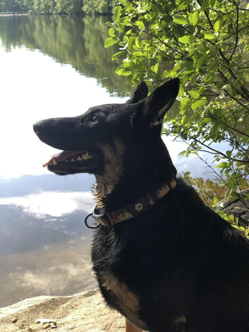 Dino Aka Tj thumbnail 3