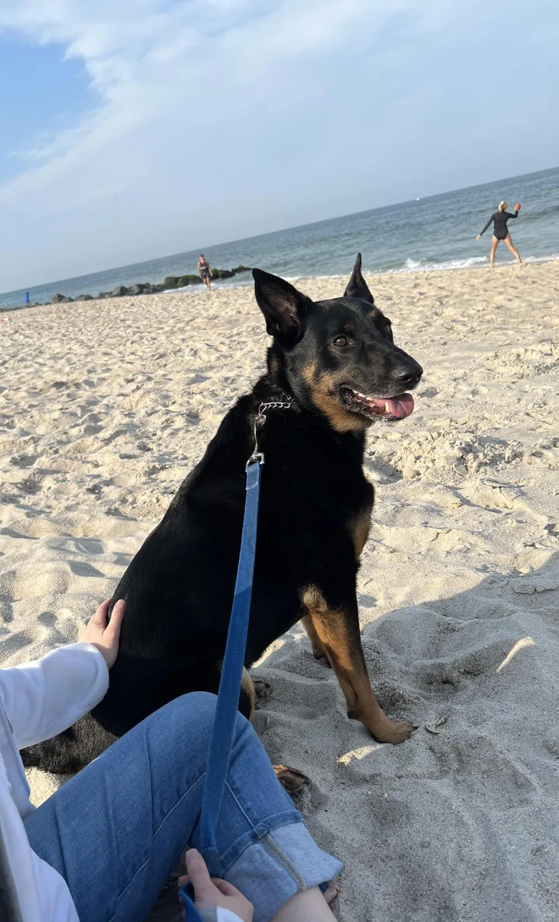 Dino Aka Tj thumbnail 4