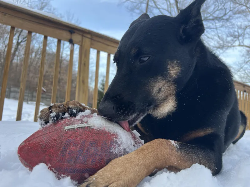 Dino Aka Tj thumbnail 5