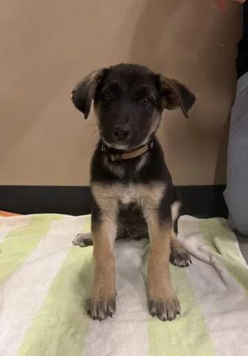 A baby medium-sized male German Shepherd Dog named Slinky for adoption in Anza, CA