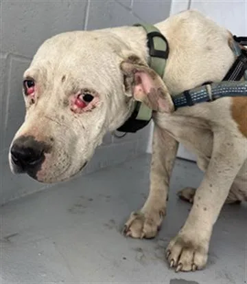 A young small-sized female Pit Bull Terrier dog named Catalac for adoption in Sacramento, CA