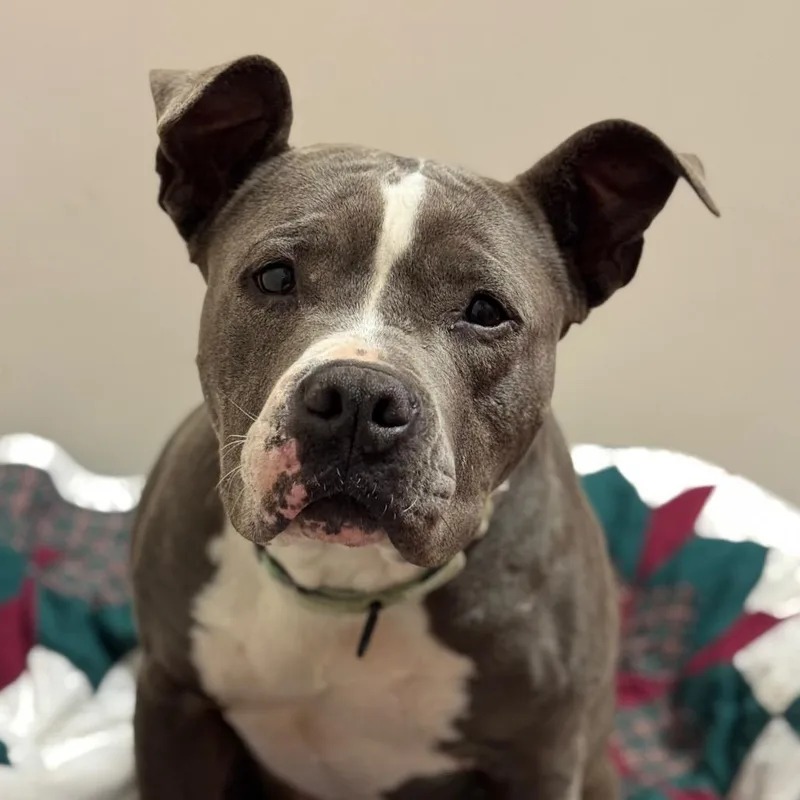 An adult medium-sized female Gray / Blue / Silver Pit Bull Terrier dog named Zozo for adoption in Santa Barbara, CA