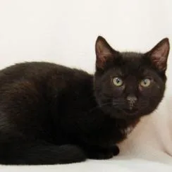 A young medium-sized female Black Domestic Short Hair cat named Sanders for adoption in Calverton, NY
