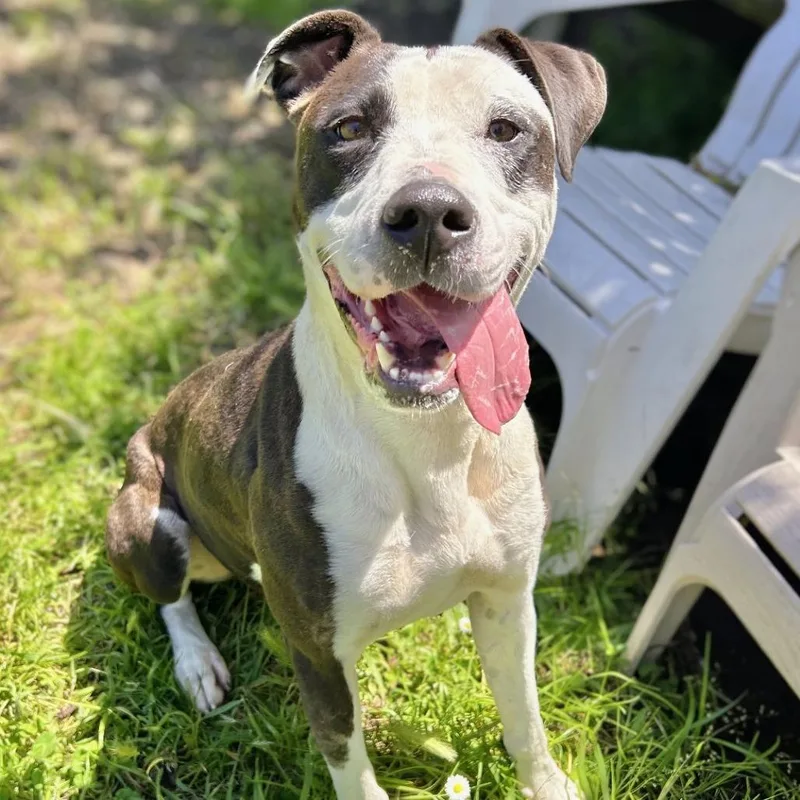 An adult large-sized female Black Mixed Breed dog named Madeline for adoption in San Francisco, CA