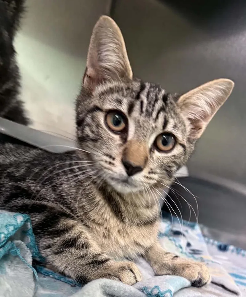 A baby medium-sized male Domestic Short Hair cat named River for adoption in Waverly, TN