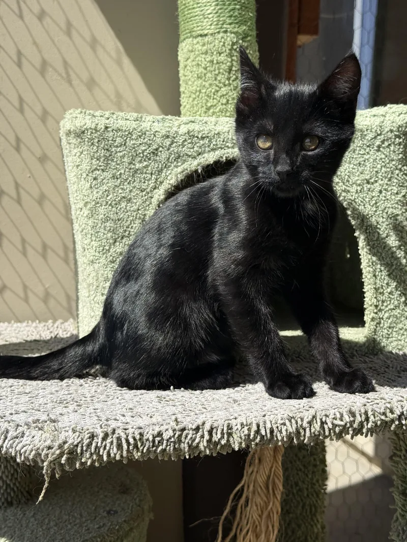 A baby small-sized male Black Domestic Short Hair cat named Cocoa for adoption in Hollister, CA