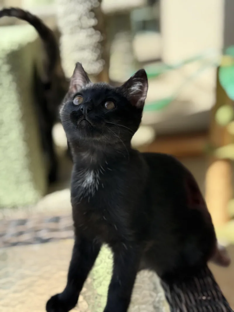 Cocoa thumbnail 3
