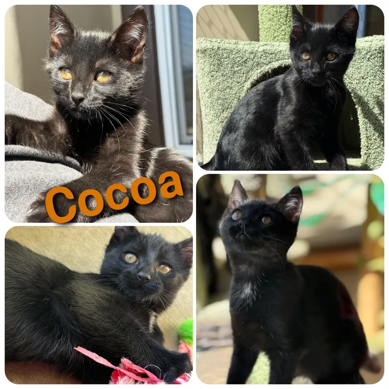Cocoa thumbnail 4