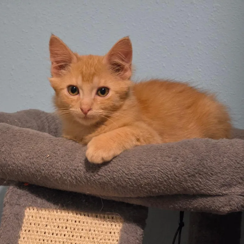 A baby small-sized male Domestic Medium Hair cat named Crispin for adoption in Port Richey, FL