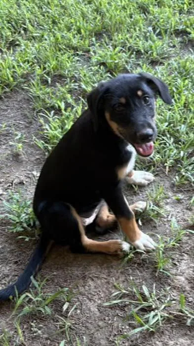 A baby medium-sized female Black Rottweiler dog named Darling Cheshire for adoption in Watertown, CT