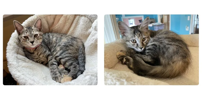 A baby small-sized female Brown / Chocolate Domestic Short Hair cat named Eve & Ideal for adoption in Wells, ME
