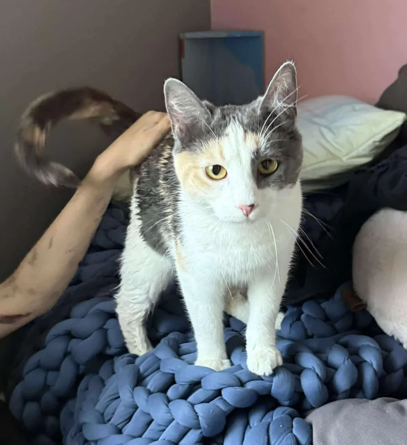 Mona Lisa thumbnail 2