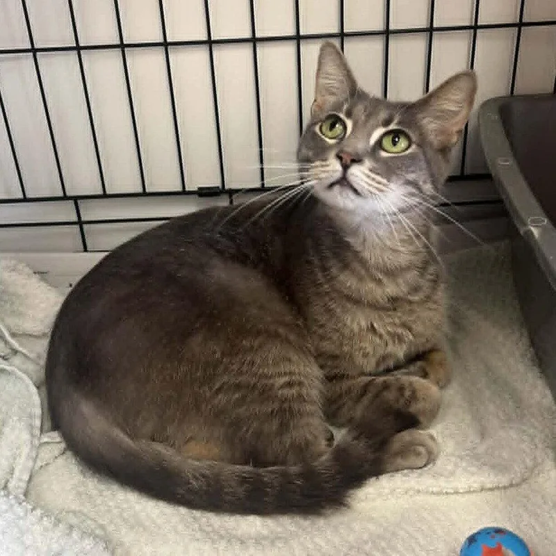 An adult medium-sized female Gray / Blue / Silver Domestic Short Hair cat named Katie for adoption in Candler, NC