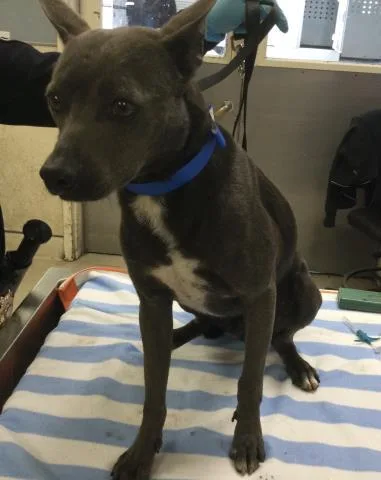 An adult small-sized male Pit Bull Terrier dog named Winston for adoption in Riverside, CA