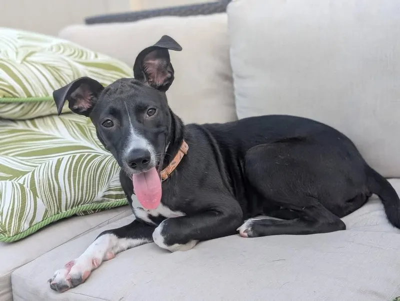 A baby medium-sized female Terrier dog named Sally for adoption in Berlin, NJ