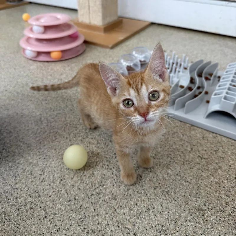 A baby small-sized female Orange / Red Domestic Short Hair cat named Dolly Purrton for adoption in Gloucester, VA