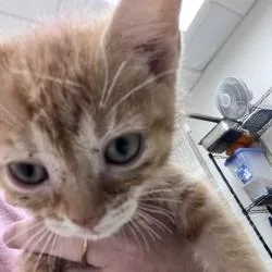 Dolly Purrton thumbnail 2